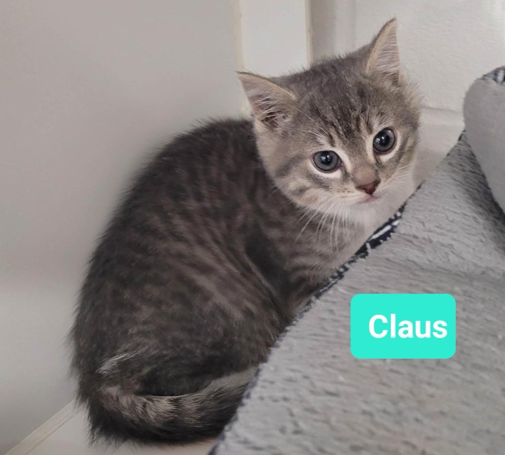 Enlarge Claus, a Adoptable mixed breed in Richmond, IN image 2/5