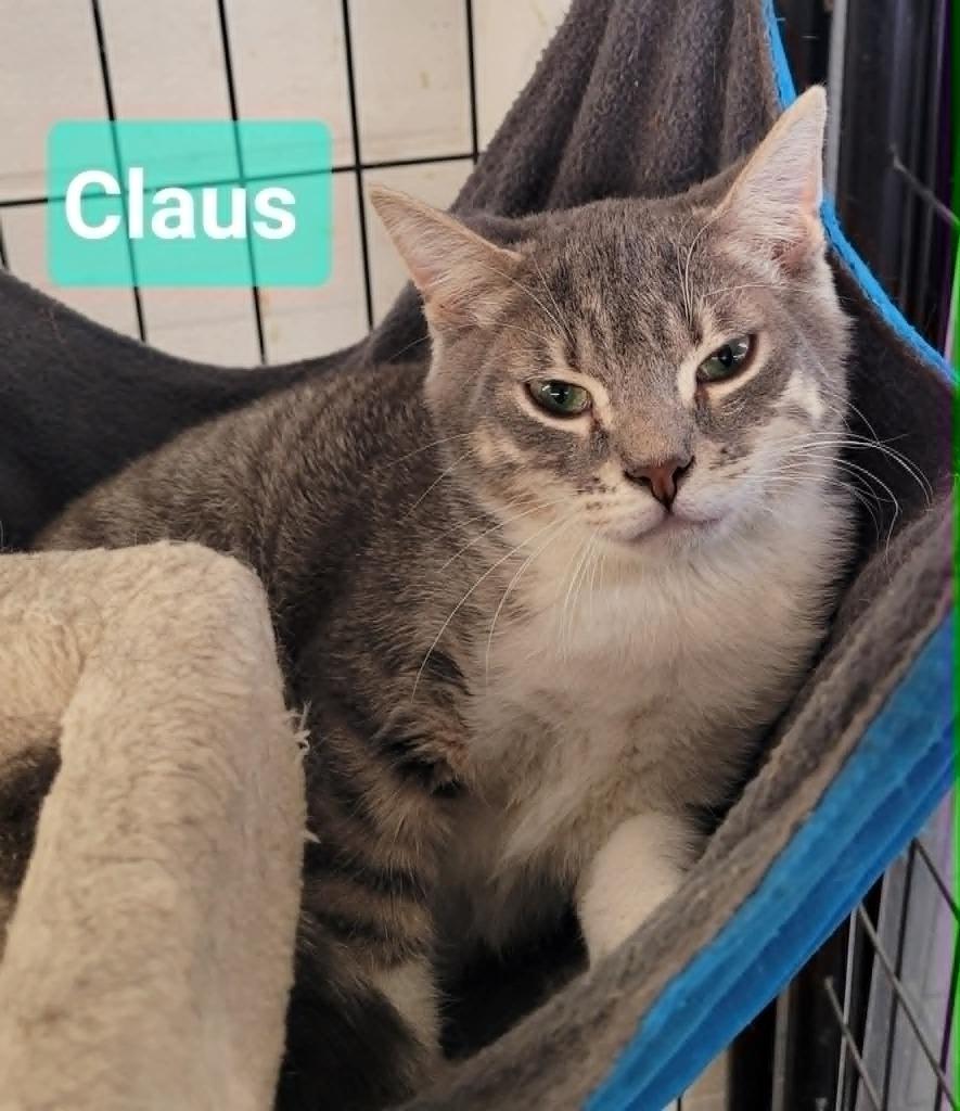 Enlarge Claus, a Adoptable mixed breed in Richmond, IN image 3/5