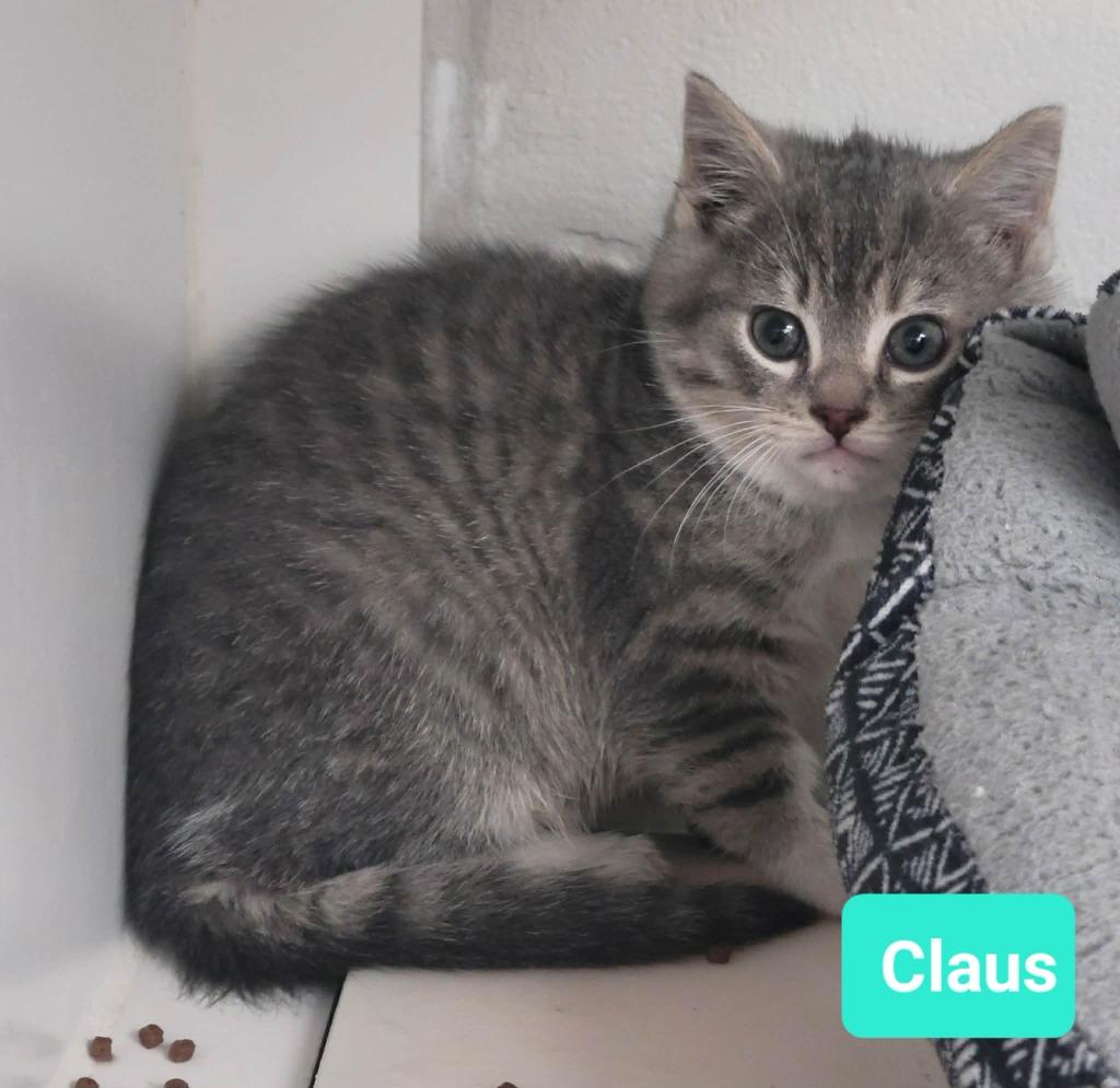 Enlarge Claus, a Adoptable mixed breed in Richmond, IN image 4/5