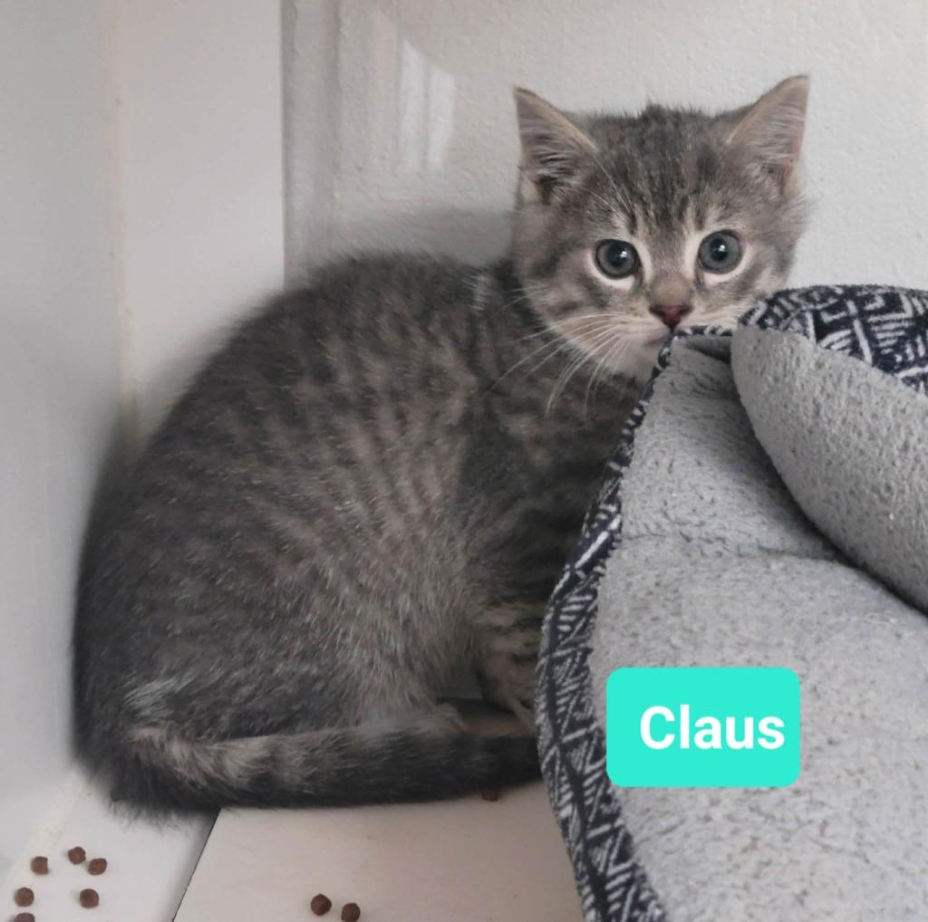 Enlarge Claus, a Adoptable mixed breed in Richmond, IN image 5/5