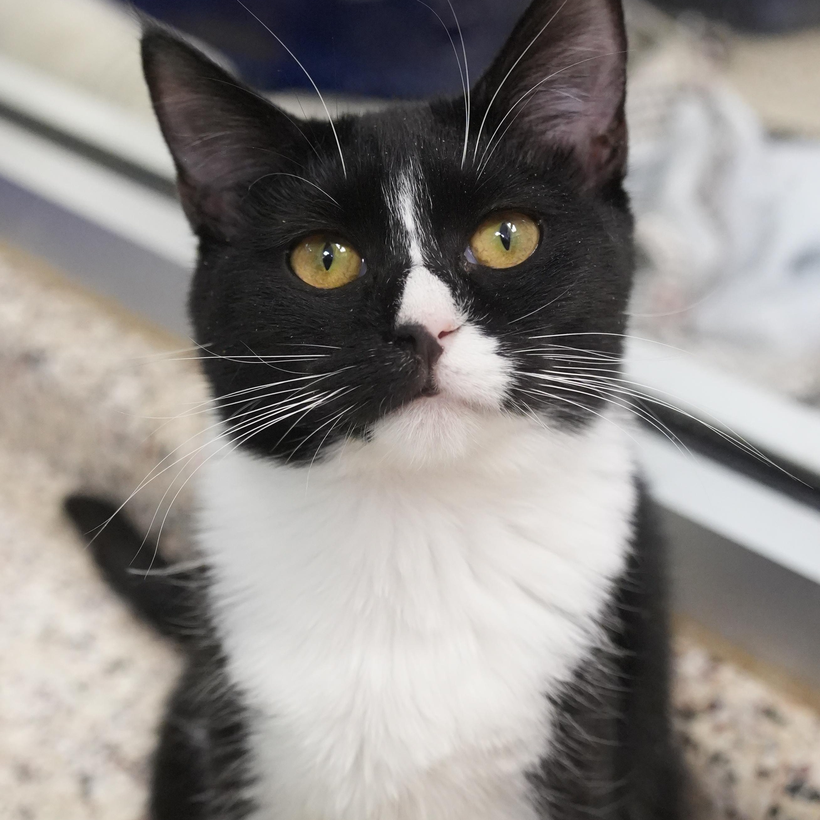 Enlarge Caper 59806, a ADOPTABLE Domestic Short Hair in Aiken, SC image 1/1