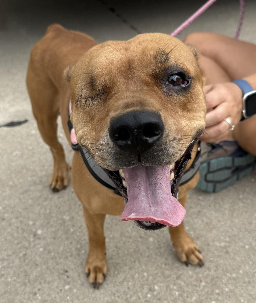 AC Diva, Adoptable, Adult Female Terrier.