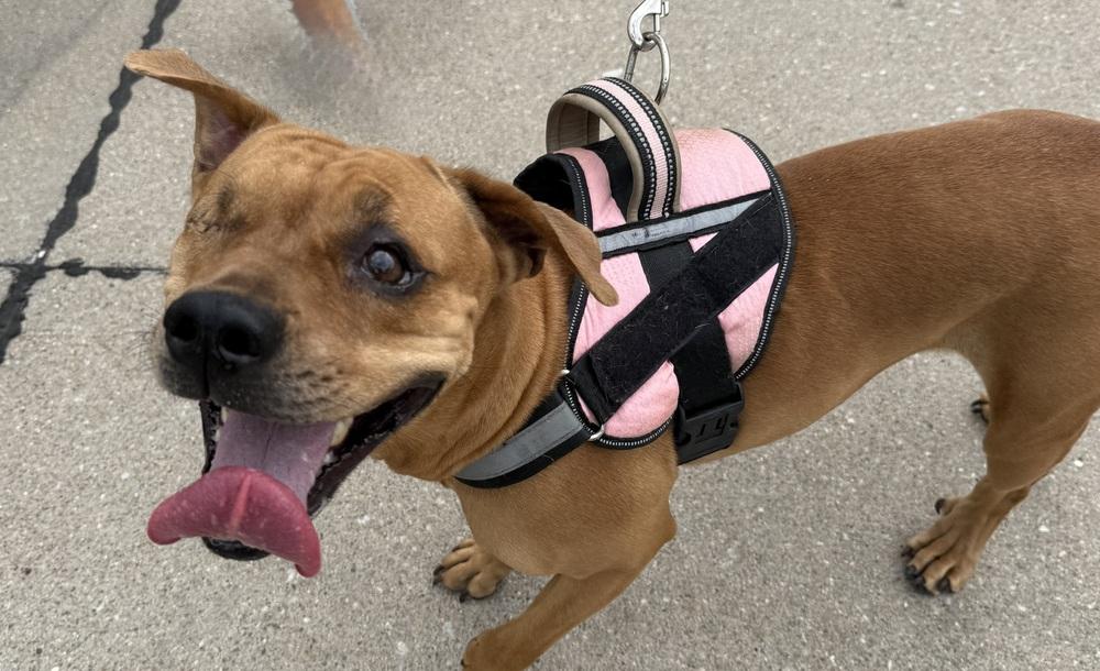 Enlarge AC Diva, a Adoptable mixed breed in Fremont, NE image 2/3