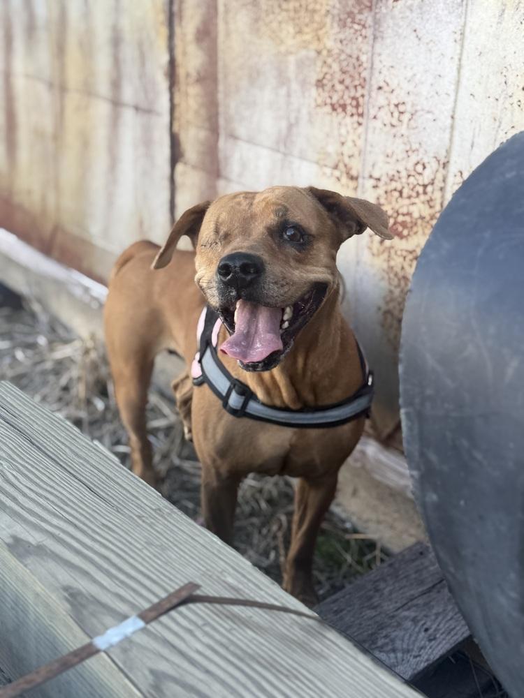 Enlarge AC Diva, a Adoptable mixed breed in Fremont, NE image 3/3