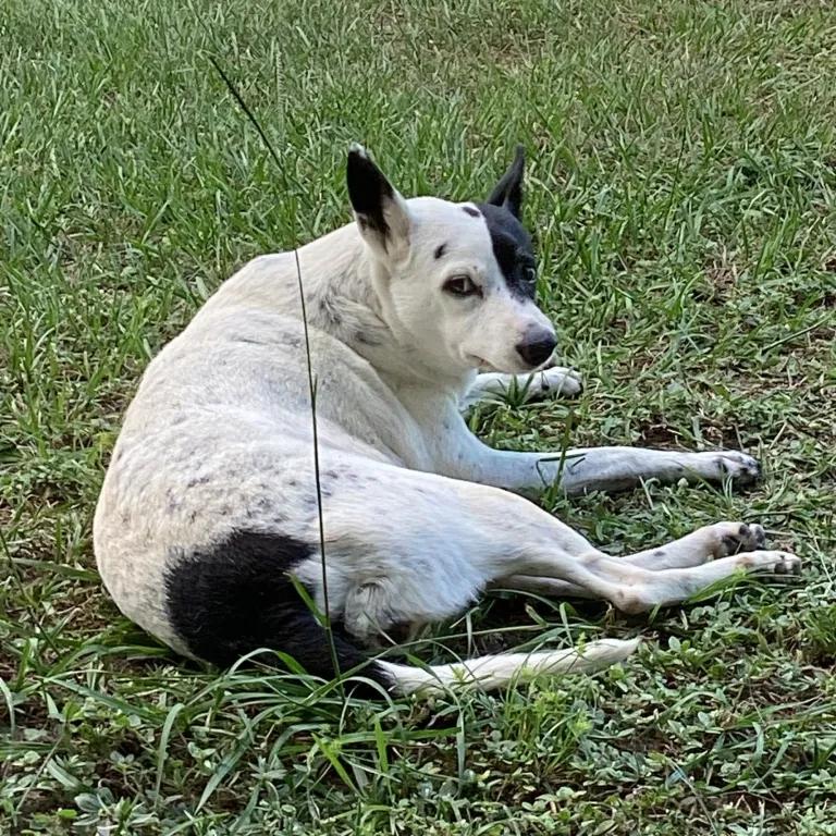 Enlarge Lucy, a Adoptable mixed breed in Port Charlotte, FL image 3/3