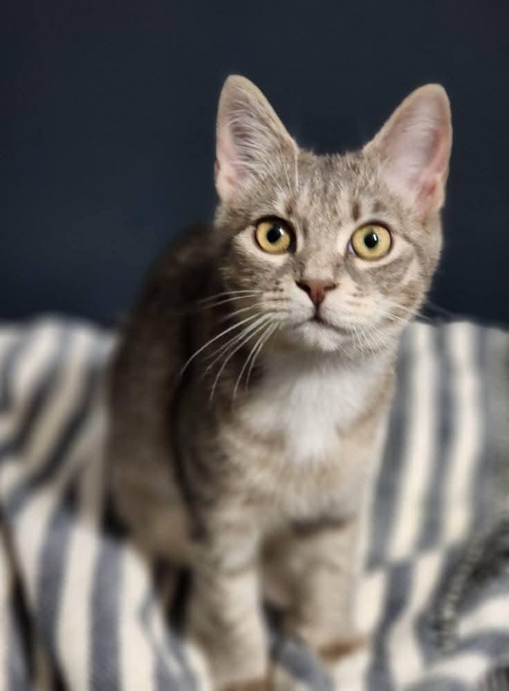Kashata, a Adoptable Domestic Short Hair in Bristol, TN image 1/3