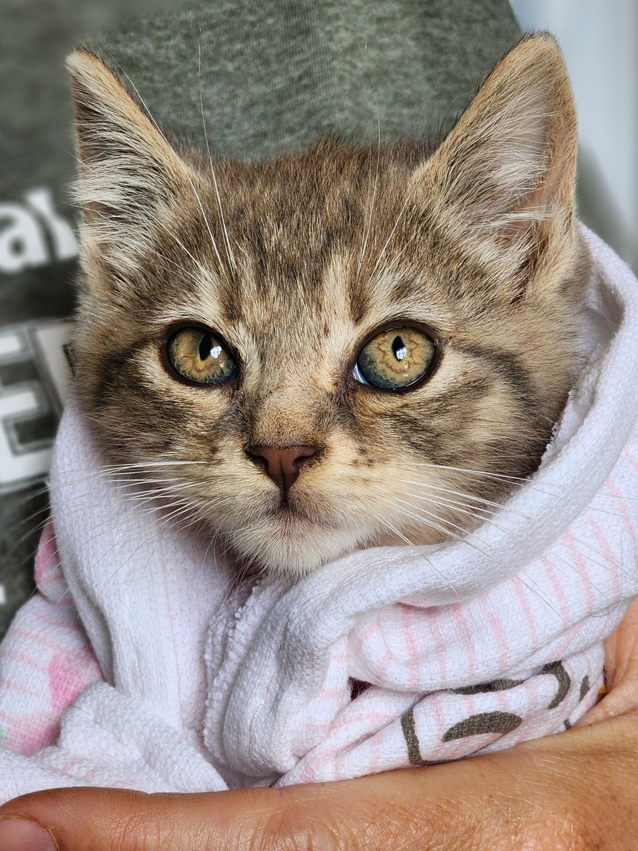 Kashata, a Adoptable Domestic Short Hair in Bristol, TN image 2/3