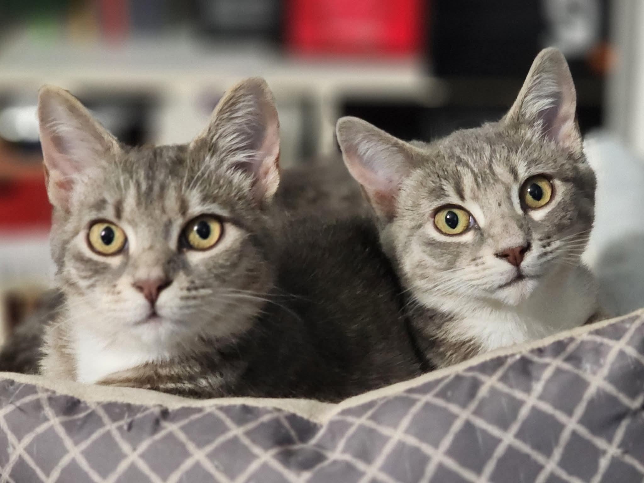 Kashata, a Adoptable Domestic Short Hair in Bristol, TN image 3/3