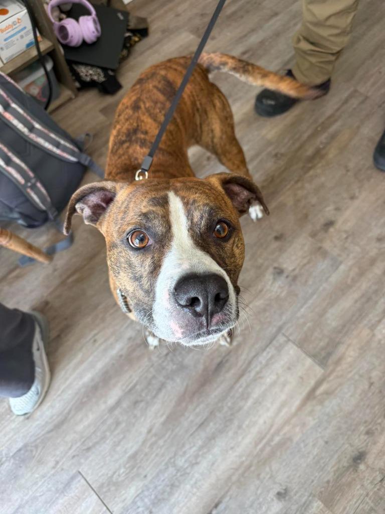 Brindle, Adoptable, Young Male Pit Bull Terrier.