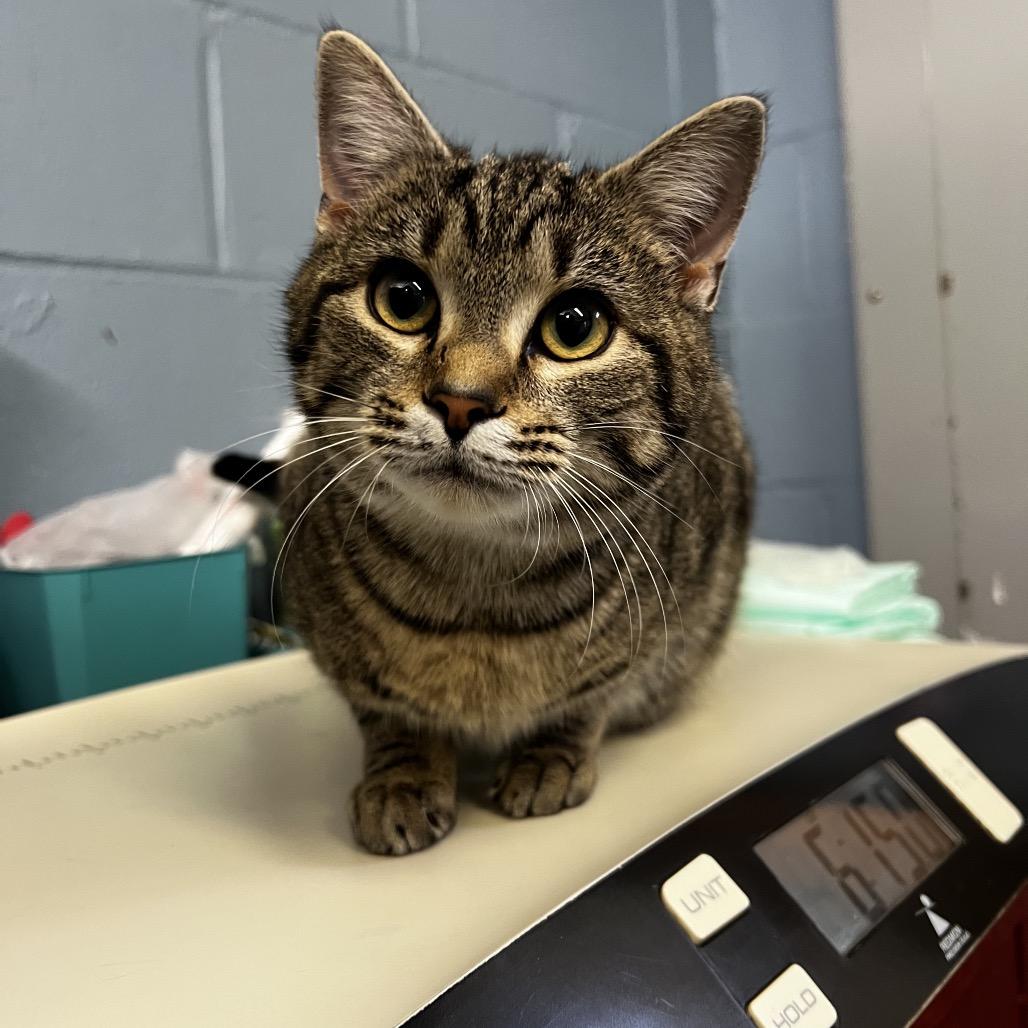 Enlarge Pebbles, a Adoptable Domestic Short Hair in Harrisville, WV image 1/1