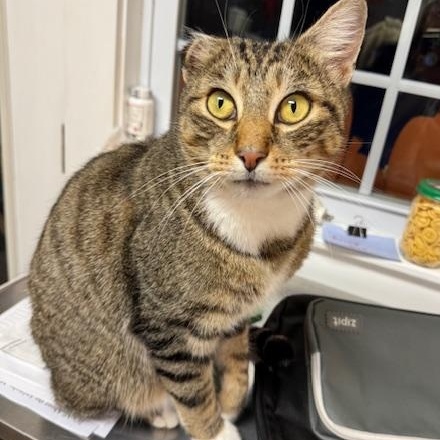 Theo, ADOPTABLE, Young Male Domestic Short Hair.