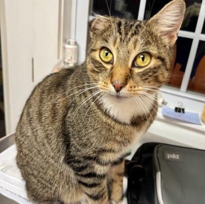 Enlarge Theo, a ADOPTABLE Domestic Short Hair in Rochester, MA image 2/4