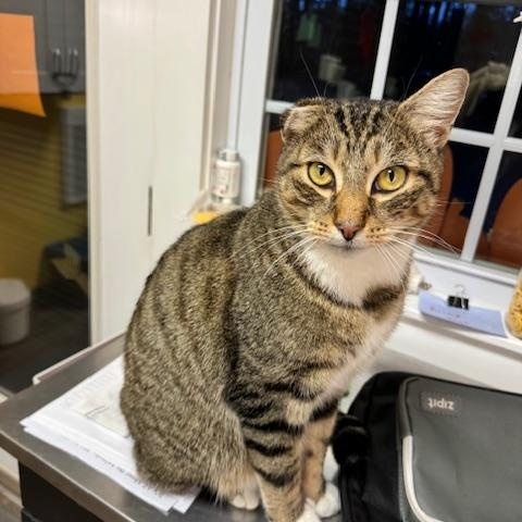 Enlarge Theo, a ADOPTABLE Domestic Short Hair in Rochester, MA image 3/4