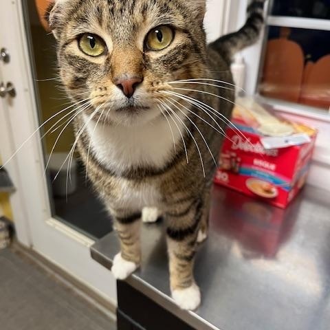 Enlarge Theo, a ADOPTABLE Domestic Short Hair in Rochester, MA image 4/4