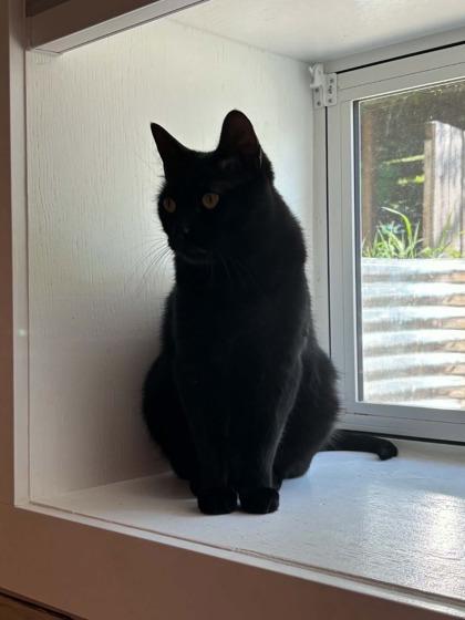 Rex, an adopted Domestic Short Hair in Cranbrook, BC image 3/3