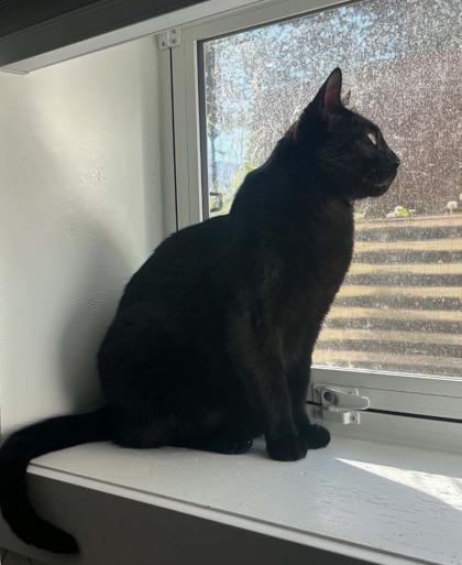 Rex, an adopted Domestic Short Hair in Cranbrook, BC image 1/3