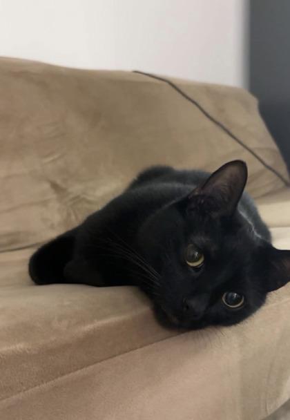 Rex, an adopted Domestic Short Hair in Cranbrook, BC image 2/3