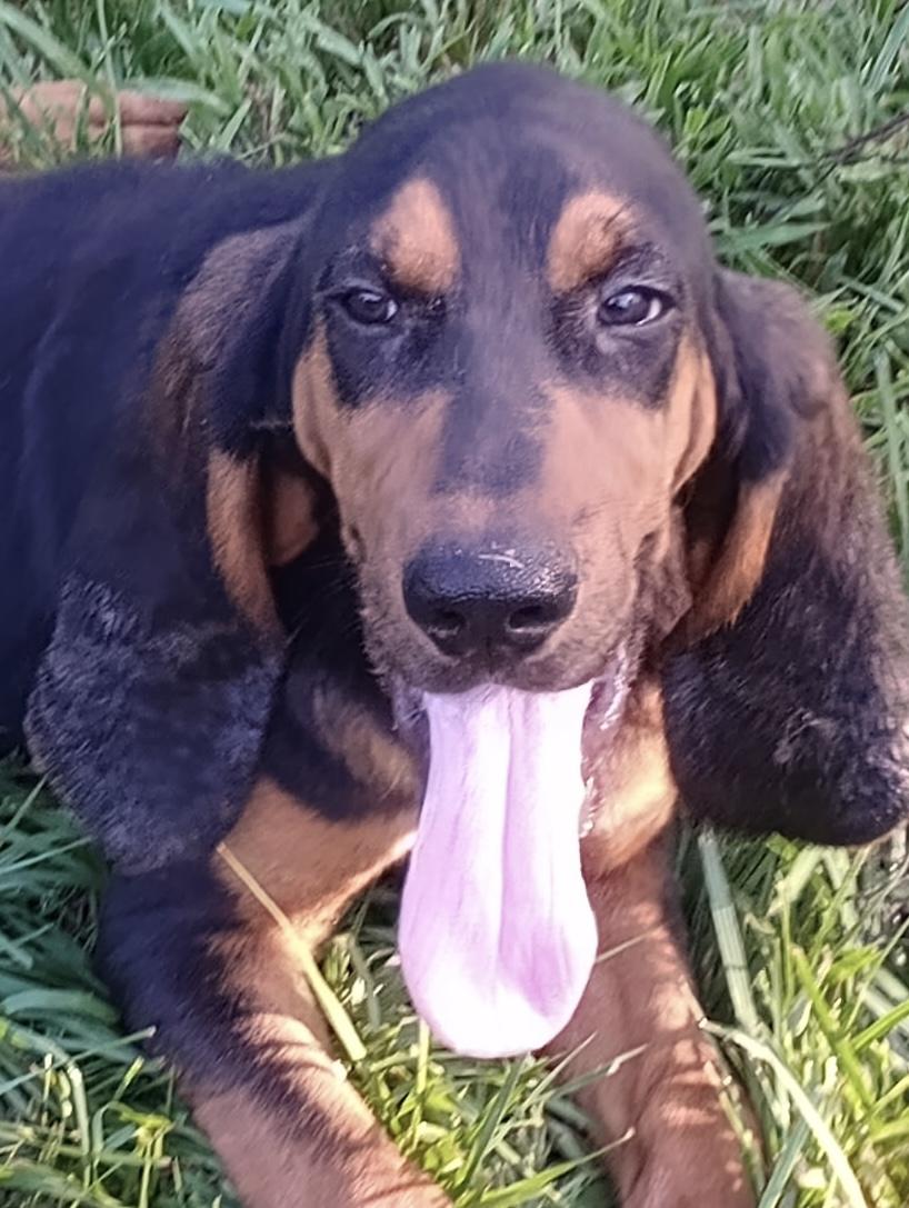 Enlarge Biscuit, a Adopted Black and Tan Coonhound in Baker, LA image 2/5