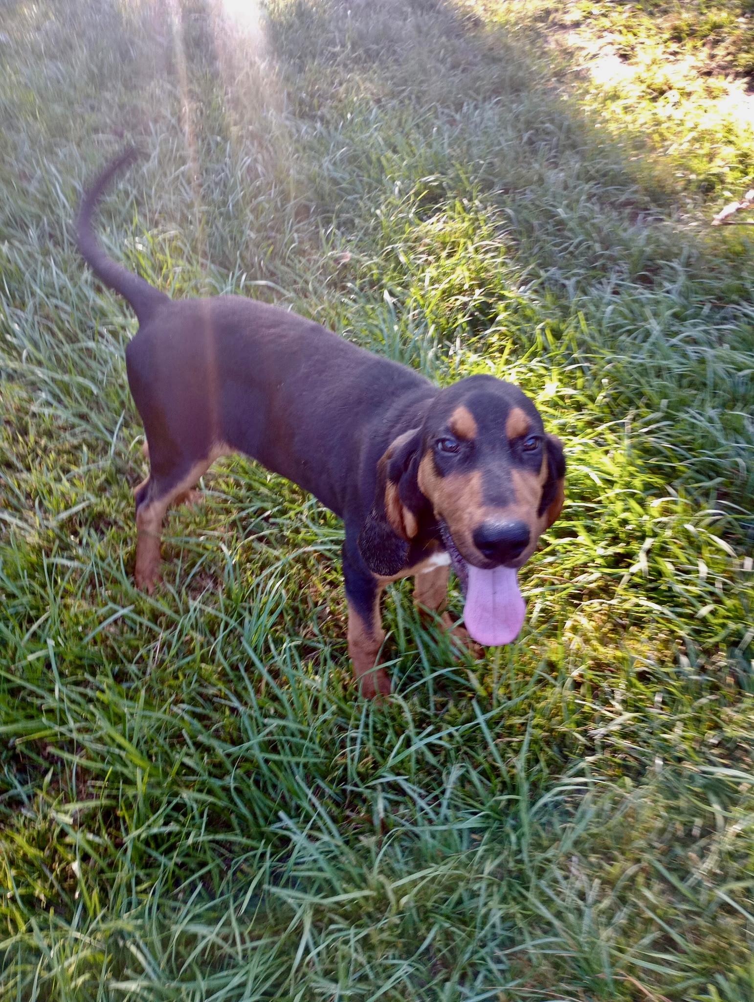 Enlarge Biscuit, a Adopted Black and Tan Coonhound in Baker, LA image 4/5