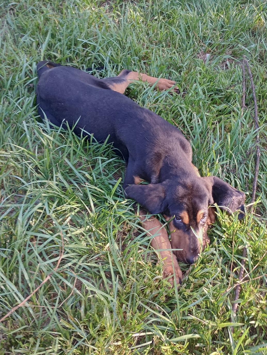 Enlarge Biscuit, a Adopted Black and Tan Coonhound in Baker, LA image 3/5