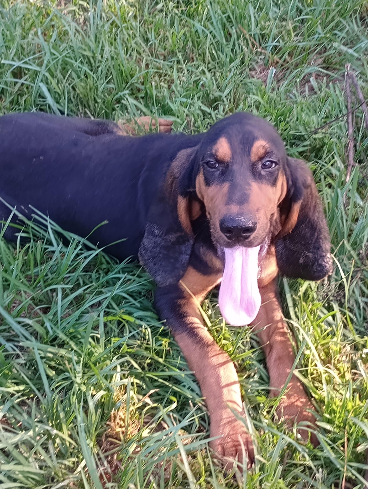 Biscuit, Adoptable, Young Male Black and Tan Coonhound.