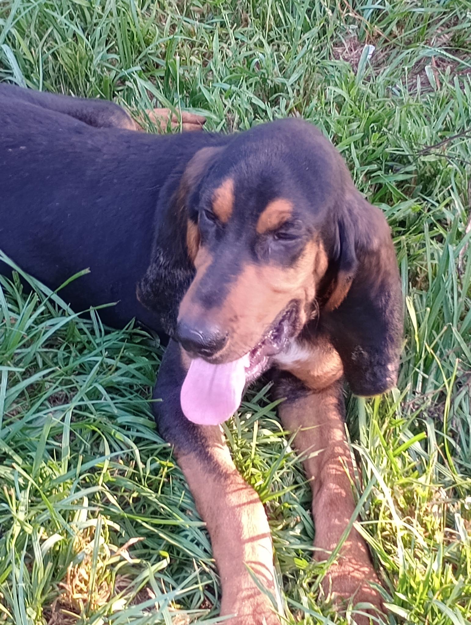 Enlarge Biscuit, a Adopted Black and Tan Coonhound in Baker, LA image 5/5