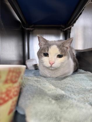 Lilypad, Adoptable, Adult Female Domestic Short Hair & Domestic Short Hair.