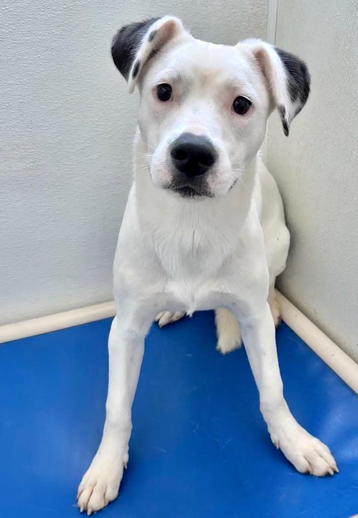 Enlarge Puddin', a Adoptable mixed breed in Thousand Oaks, CA image 1/2