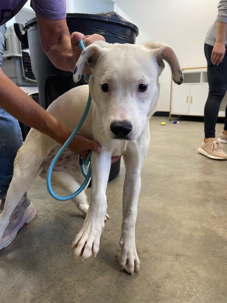 Enlarge Puddin', a Adoptable mixed breed in Thousand Oaks, CA image 2/2