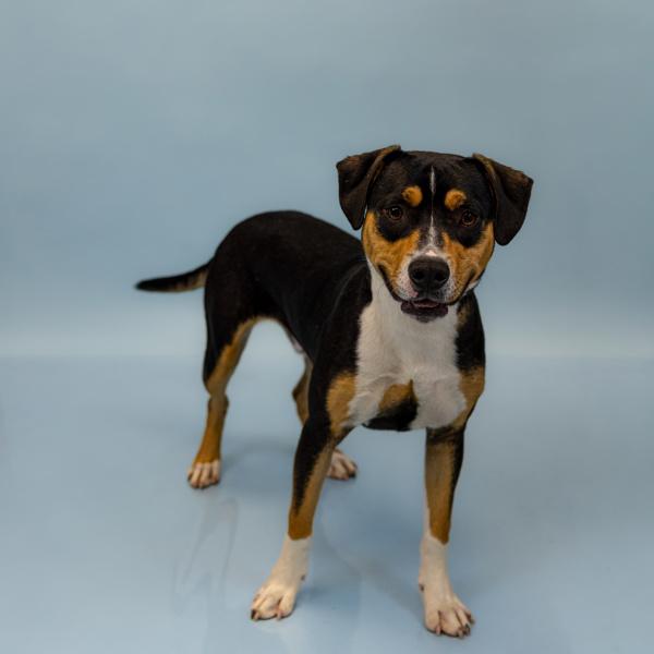 Enlarge Pen 139c Marlo, a Adoptable mixed breed in Lawrenceville, GA image 1/1