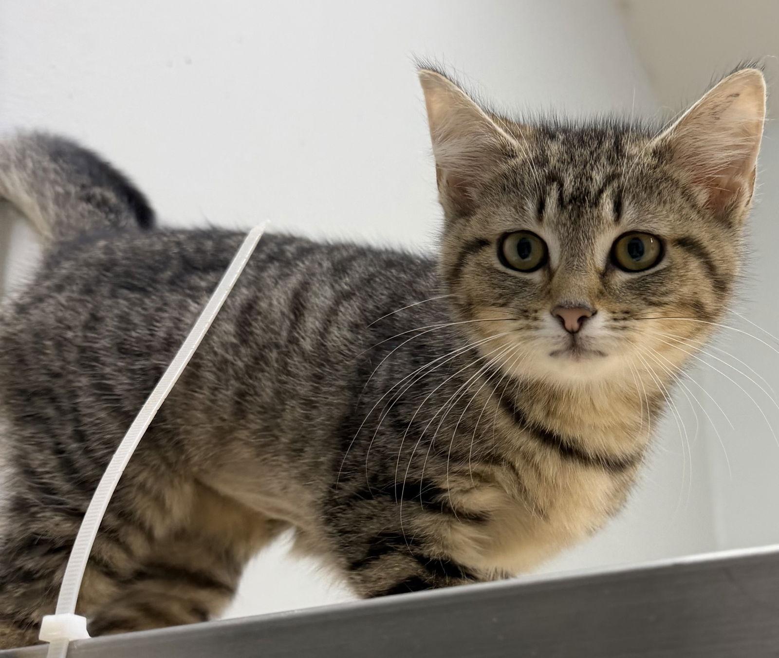 Enlarge Holli, a Adopted Domestic Short Hair in Elkins, WV image 1/1