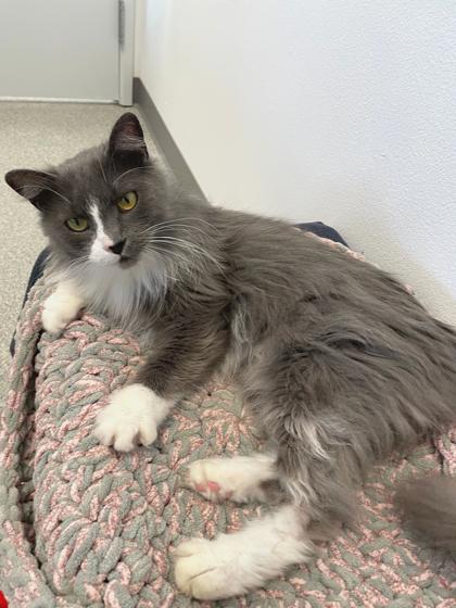Sally, Adoptable, Adult Female Domestic Long Hair & Domestic Short Hair.
