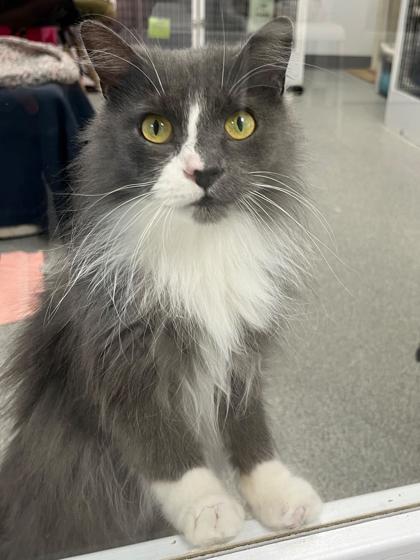 Enlarge Sally, a Adoptable mixed breed in Madison, WI image 2/3