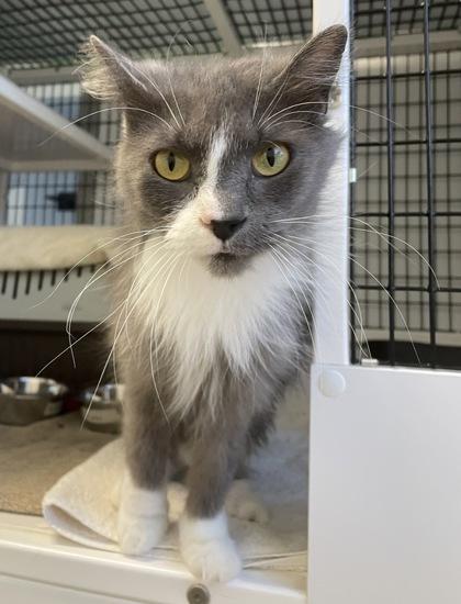 Enlarge Sally, a Adoptable mixed breed in Madison, WI image 3/3