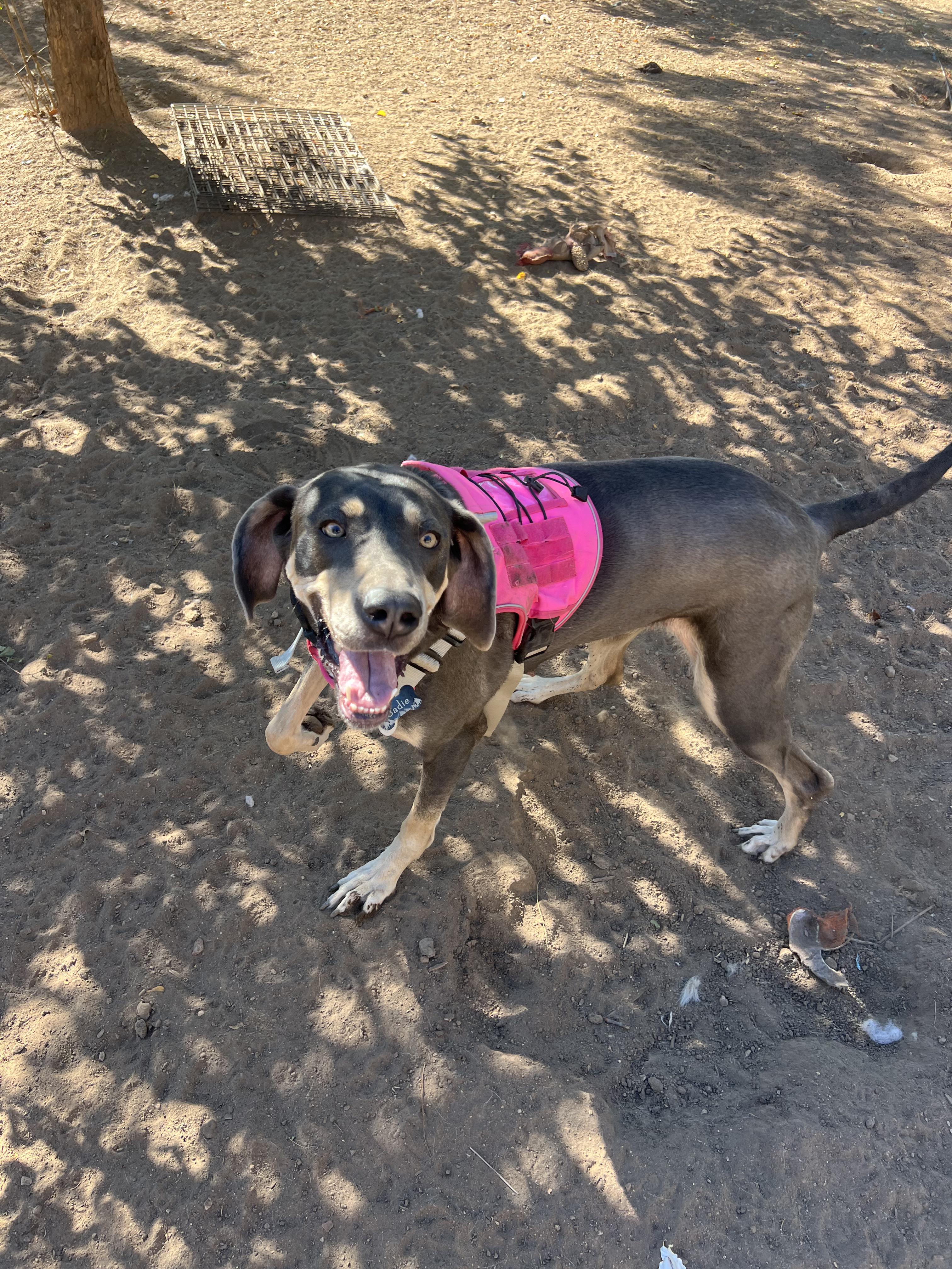 Enlarge Sadie, a Adoptable mixed breed in Denver, CO image 4/6