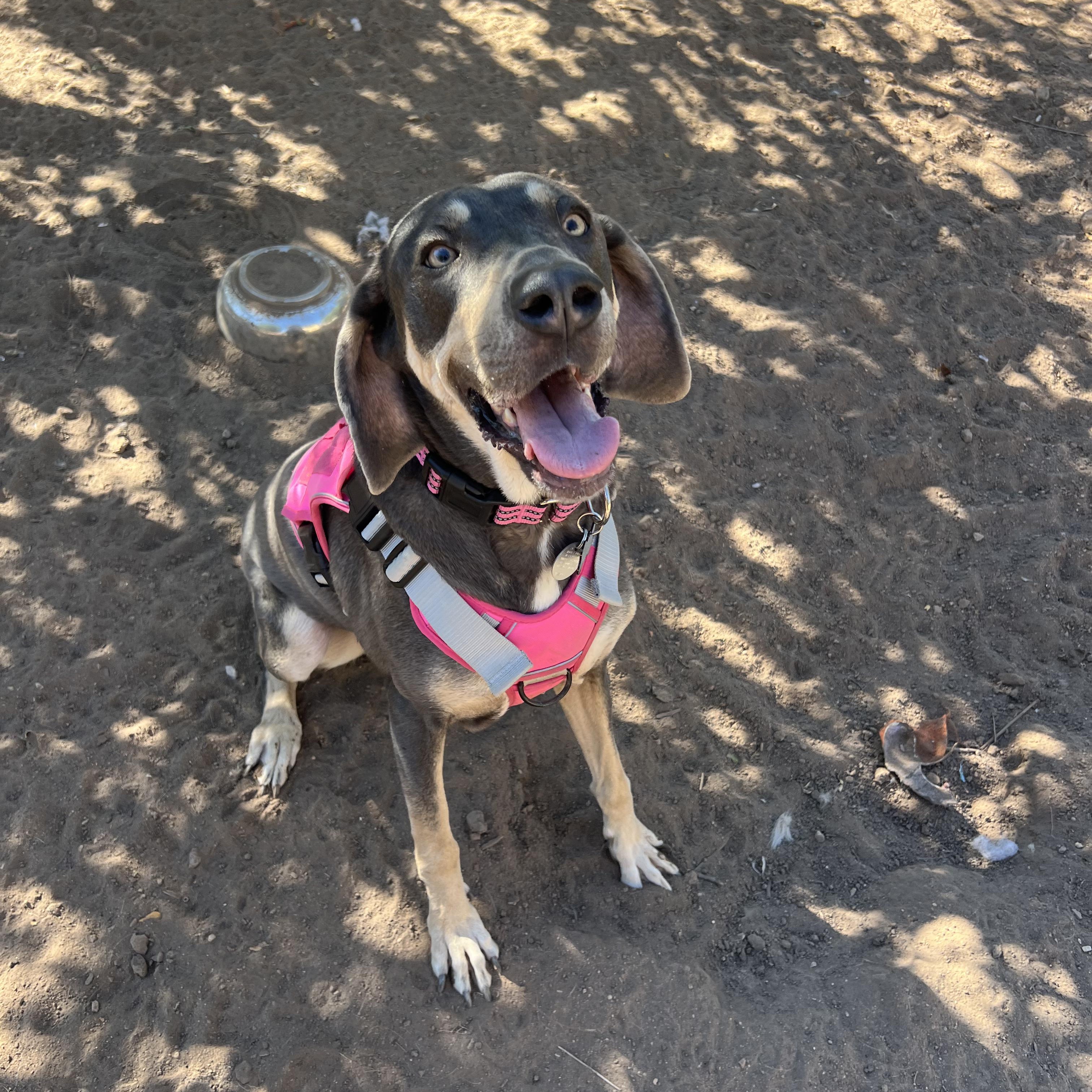 Sadie, Adoptable, Adult Female Great Dane & Weimaraner.