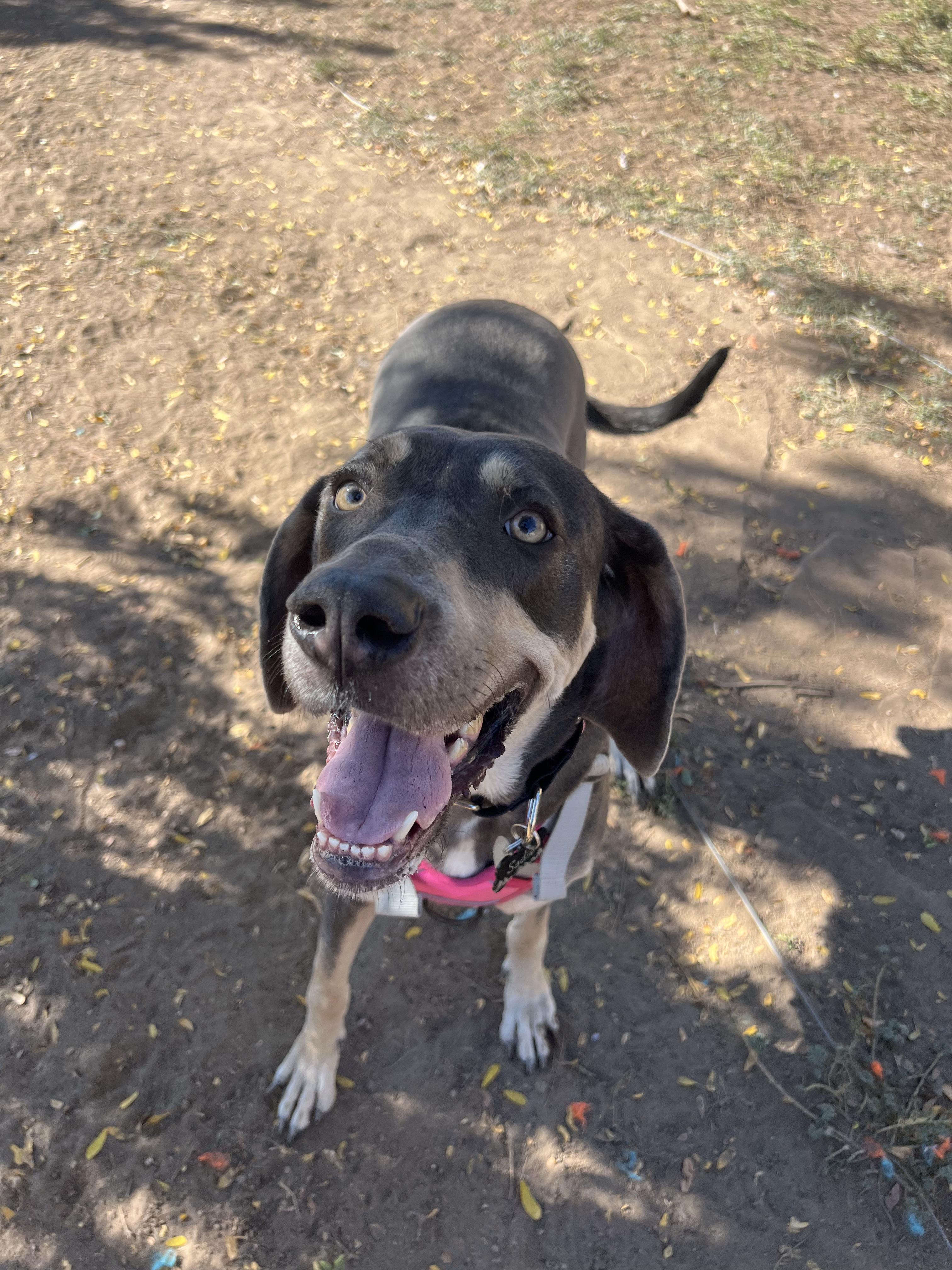 Enlarge Sadie, a Adoptable mixed breed in Denver, CO image 5/6