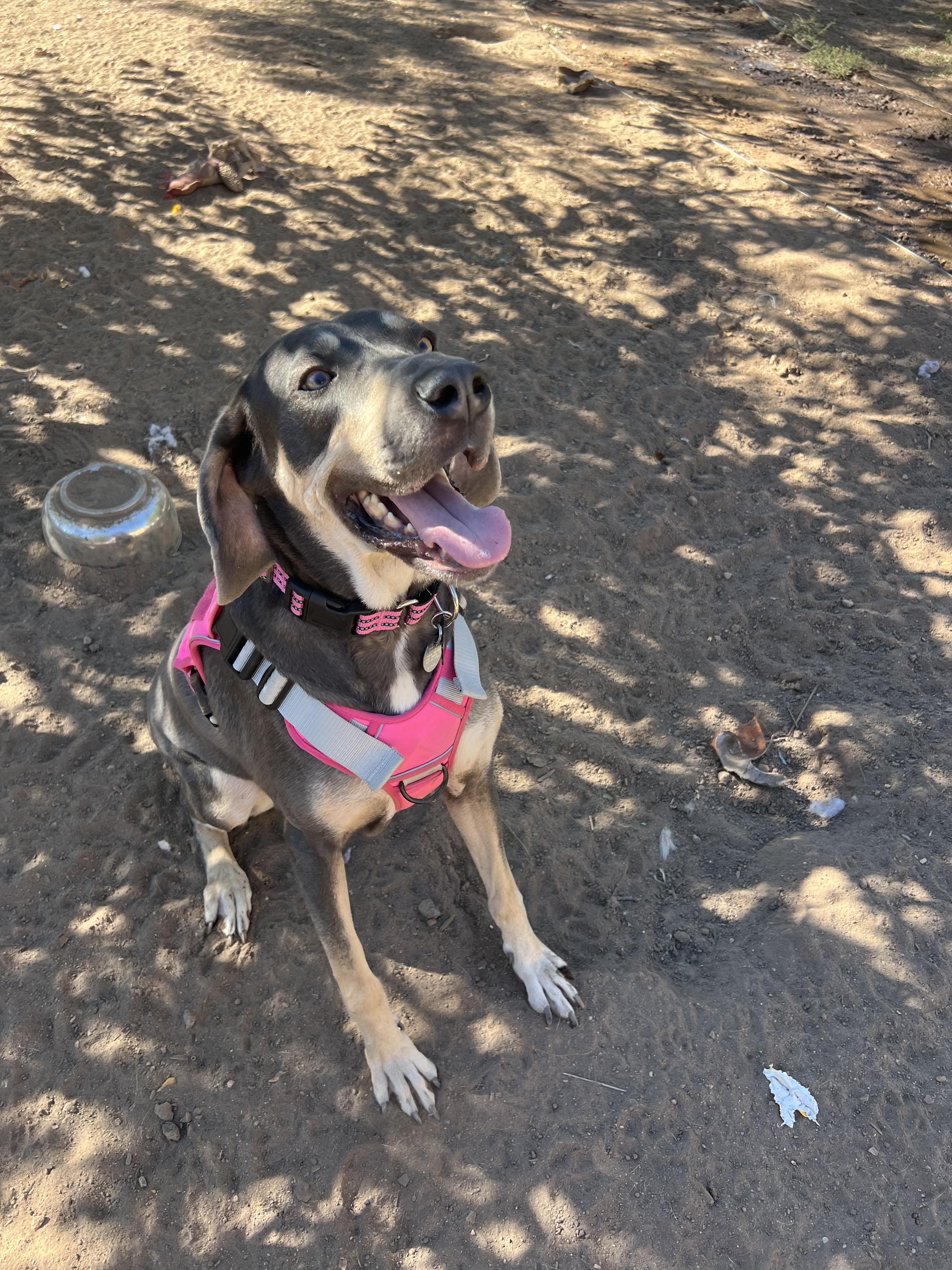 Enlarge Sadie, a Adoptable mixed breed in Denver, CO image 6/6