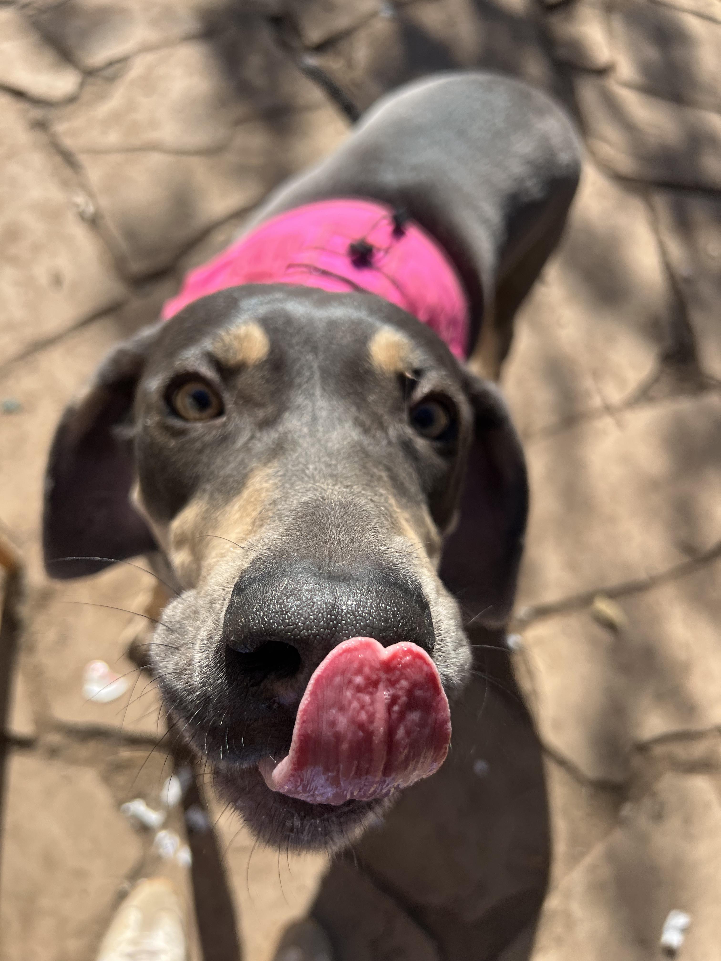 Enlarge Sadie, a Adoptable mixed breed in Denver, CO image 3/6