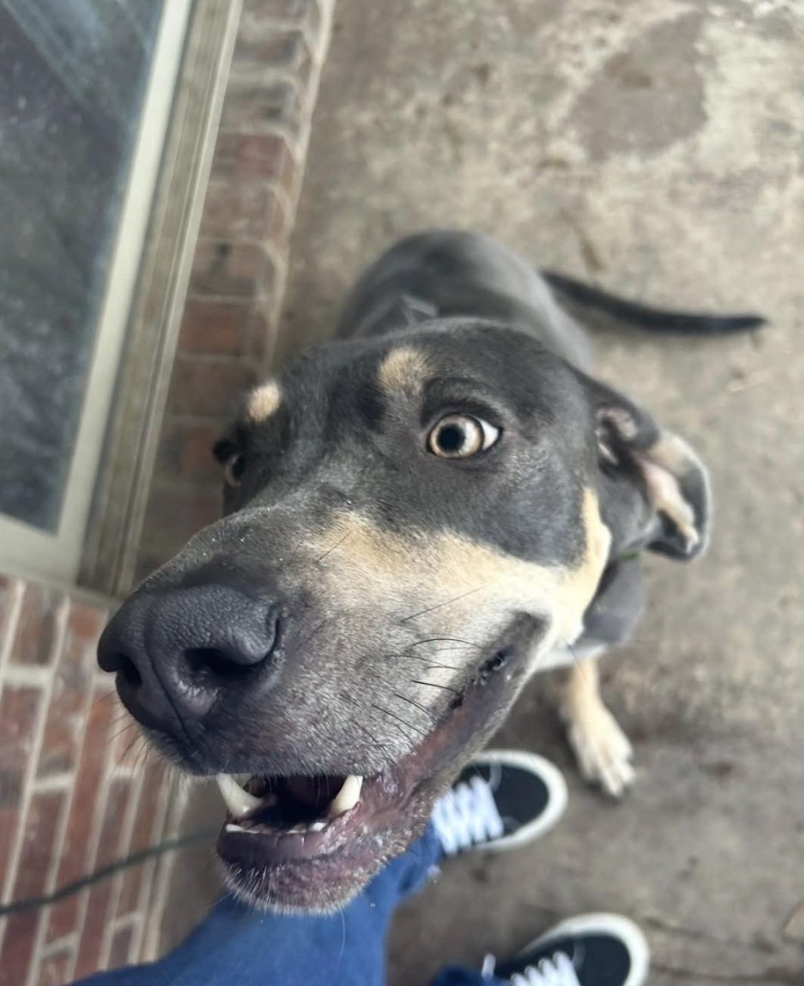Enlarge Sadie, a Adoptable mixed breed in Denver, CO image 2/6