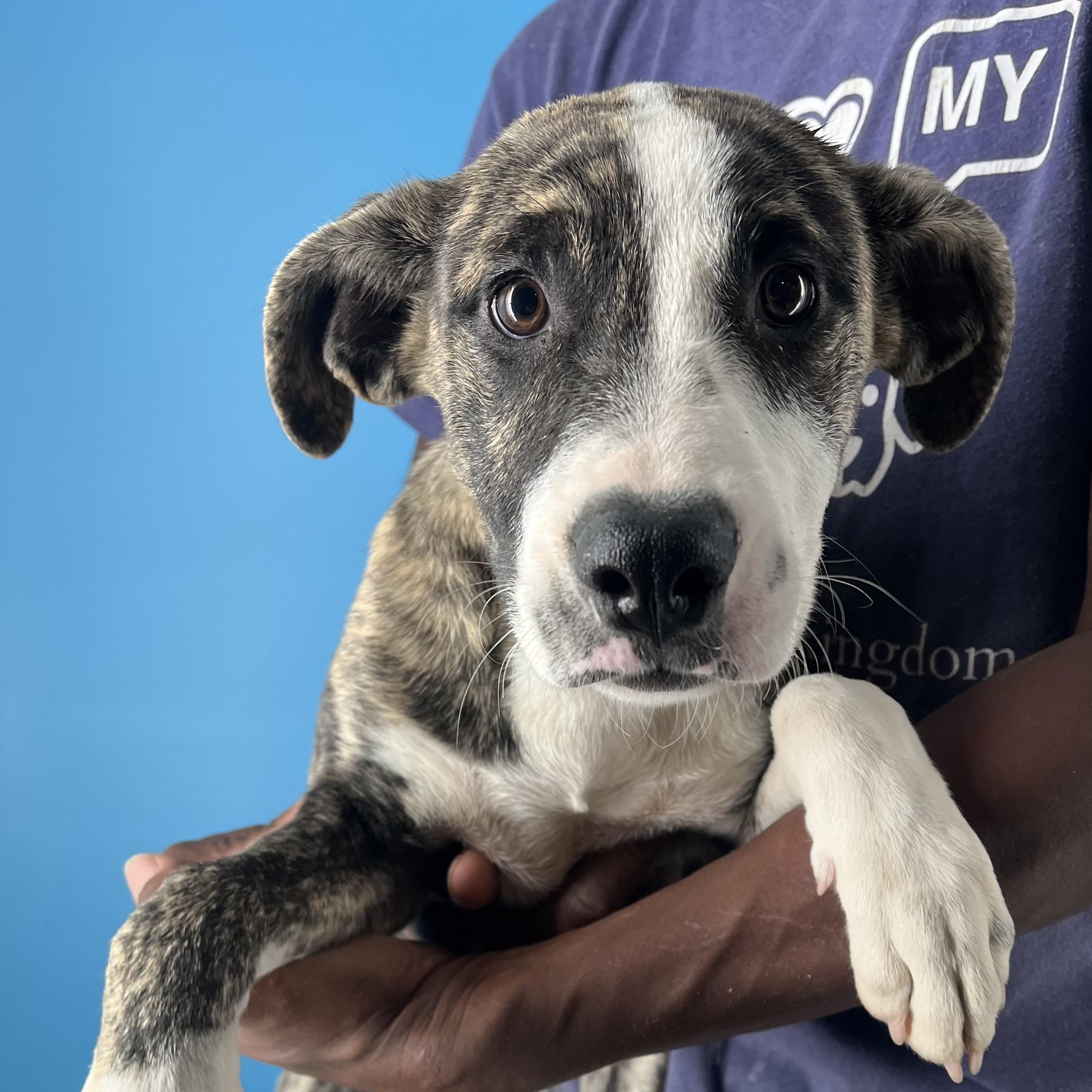 Kiki - Local Dec 19-21