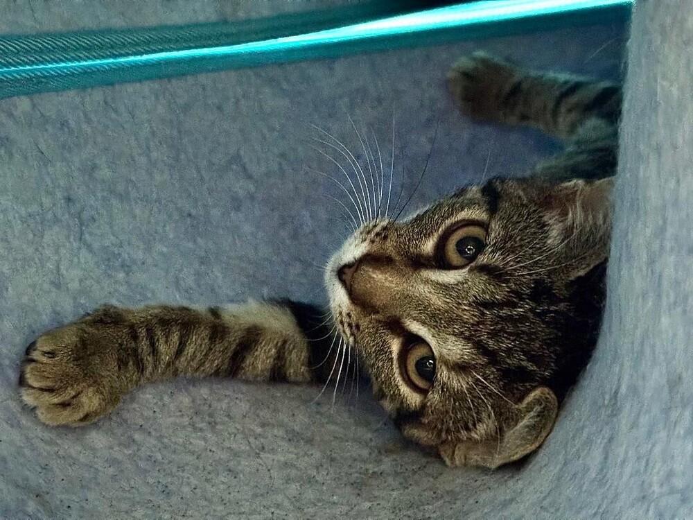 Bubbles, Adoptable, Kitten Female Tabby.