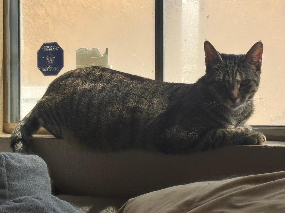 Enlarge Bubbles, a Adoptable Tabby in Oceanside, CA image 2/6