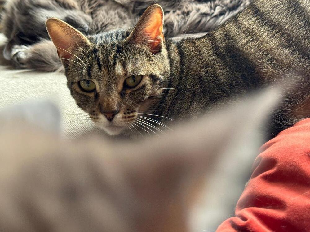 Enlarge Bubbles, a Adoptable Tabby in Oceanside, CA image 3/6