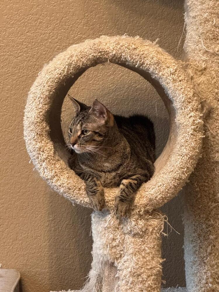 Enlarge Bubbles, a Adoptable Tabby in Oceanside, CA image 4/6