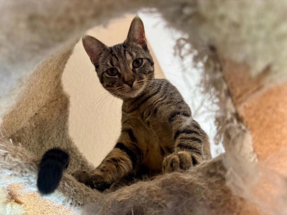 Enlarge Bubbles, a Adoptable Tabby in Oceanside, CA image 2/3