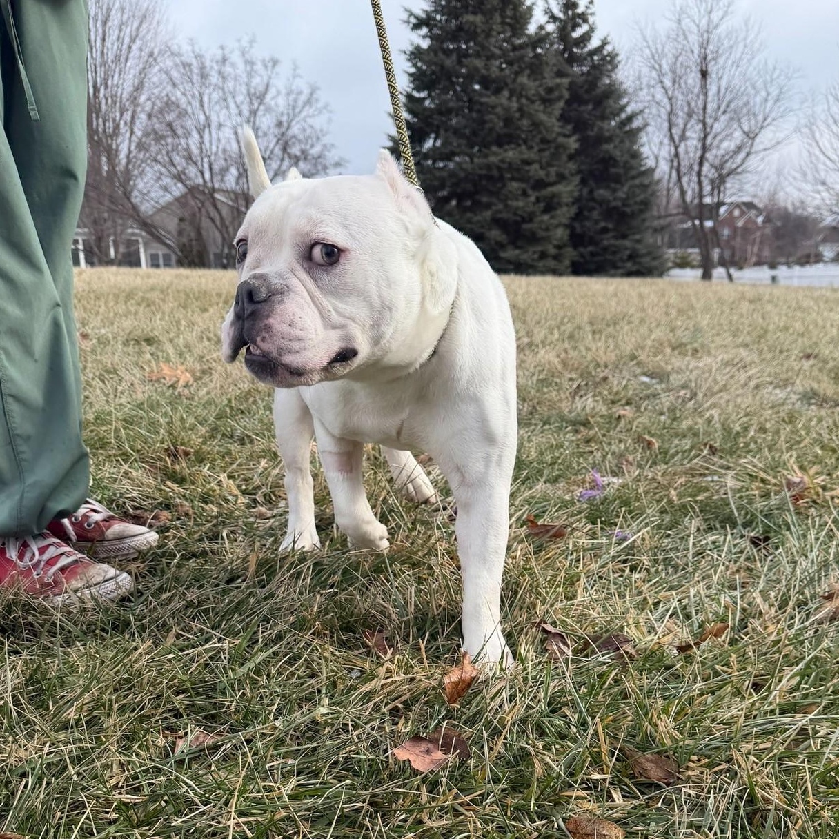 Enlarge Yeti, an adopted mixed breed in Yorkville, IL image 3/3