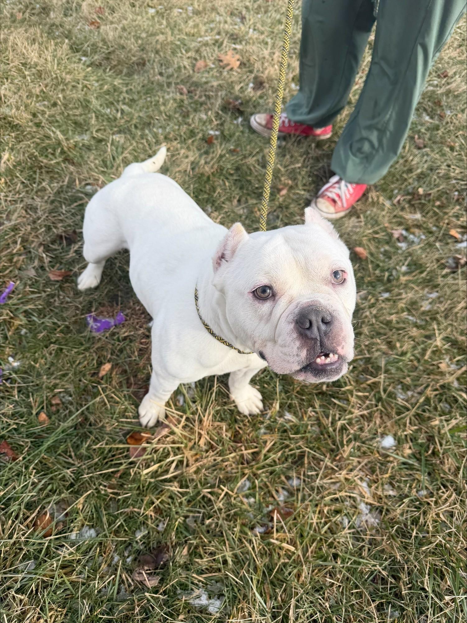 Yeti, ADOPTABLE, Adult Male Pit Bull Terrier & Bulldog.