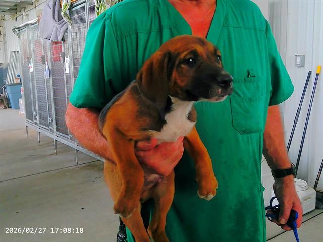 Enlarge BO, a Adoptable mixed breed in Oroville, CA image 1/1