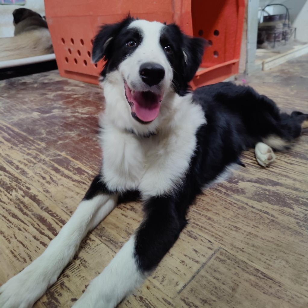 Enlarge Argus, an adopted Border Collie in Houston, TX image 5/6